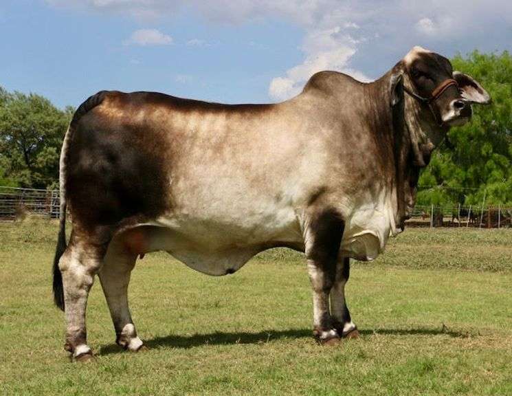 HOMOZYGOUS POLLED Replacement Heifer: LMC LF POLLED MADAME 87/4 (P)