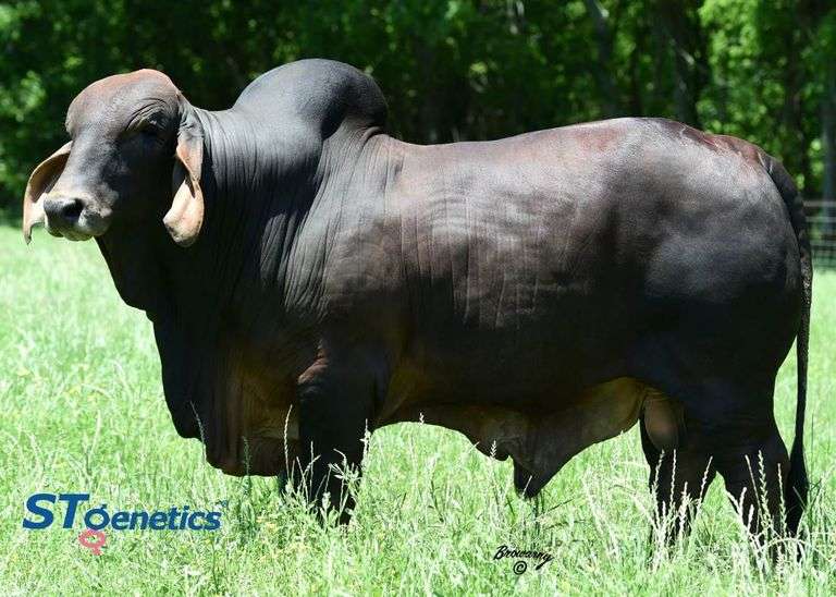 HALF INTEREST: PCC STORM'S COMING 72/4