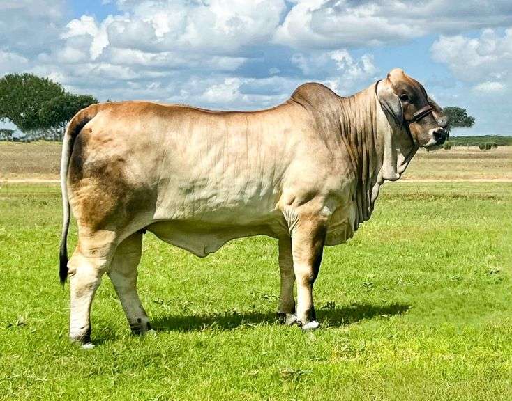 Show Heifer: MISS 4F POLLED 203/4 (P)