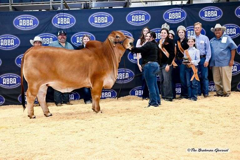 Herd Sire Prospect: LMC LN POLLED CARDIO 135/4 (P)