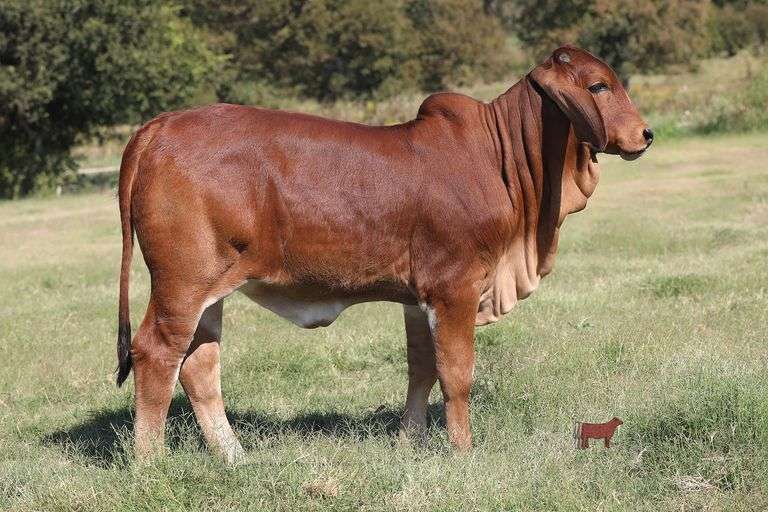 Lady L Mishka Rojo 686 - Show Prospect