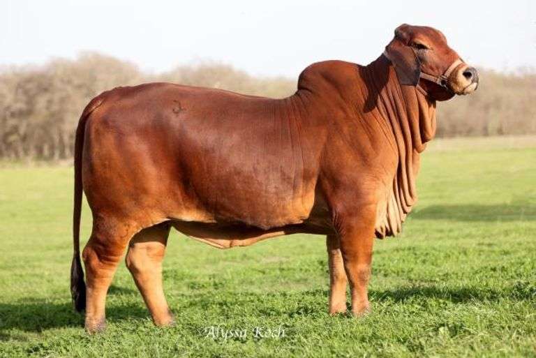 IVF Embryos x 3 - Female Sexed IVF Embryos