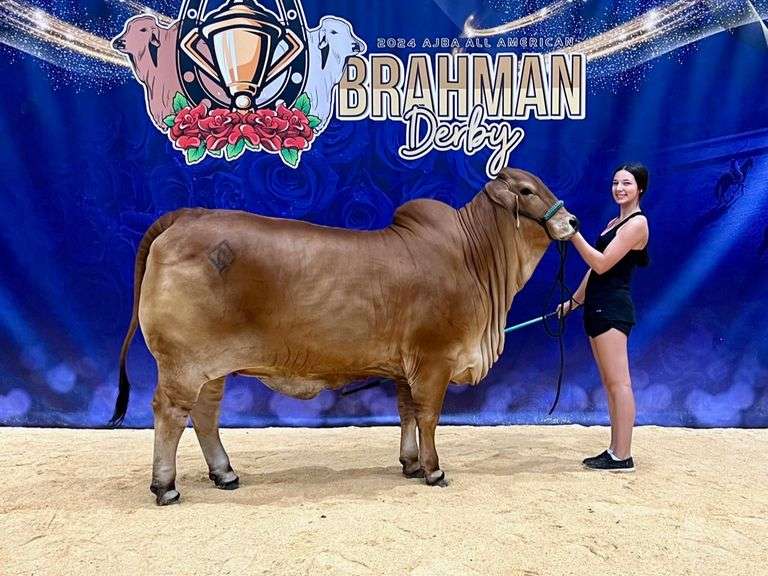 ET SEMEN PACKAGE: LMC LN Polled Pappo 136/6 (P)