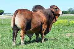 FEMALE SEXED EMBRYOS: +MR WCC MAXIMUS ROJO 82/4 x PCC RAY OF HOPE 11/1