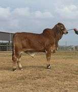 FEMALE SEXED SEMEN:  MR. 4F POLLED LANDMAN 145/1 (P)