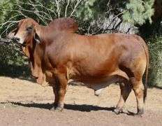ET SEMEN PACKAGE: LMC LN Polled Pappo 136/6 (P)