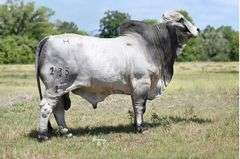 Cow/Calf Pair: LMC LF LADY DIVA 18/1