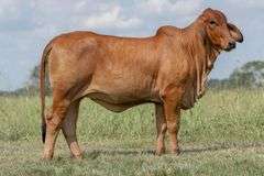 Mojo's Luisa 525 (P)