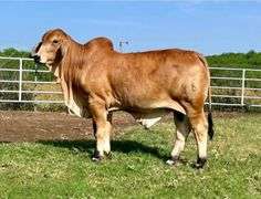 AI SEMEN PACKAGE: LMC LN Polled Pappo 136/6 (P)