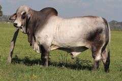 CHOICE OF BRC TUGBOAT CAPTAIN 125 (S) POLLED HIEFERS