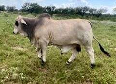 Donor: +JDH LADY MANSO 384/1 (S)