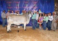 Cow/Calf Pair: LMC LF LADY DIVA 18/1