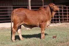 PCC LADY AURORA ROJA 47/4 (P)