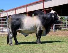 Show Prospect: VICMAR'S SERENA 160/5