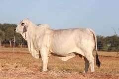 Donor: LMC HMC POLLED AVA 156/7 (S)