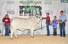 Donor: LMC HMC POLLED AVA 156/7 (S)