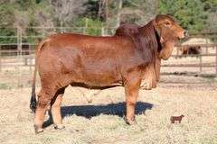 SEMEN: PCC POLLED PRIMETIME 13/8 (P)