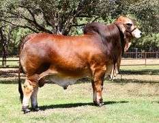 ET SEMEN PACKAGE: LMC LN Polled Pappo 136/6 (P)