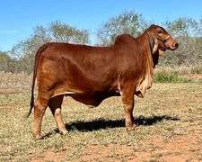 SEMEN: LMC LN POLLED FORESIGHT 159/8 (P)