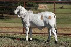 CHOICE OF BRC TUGBOAT CAPTAIN 125 (S) POLLED HIEFERS