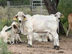 SEMEN: LMC LF POLLED BUBBA 102/1 (P)