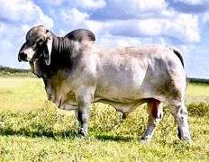 SEMEN: LMC LF POLLED HOSS 108/9 (S)