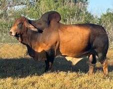 Herd Sire Prospect: LMC LN POLLED CARDIO 135/4 (P)