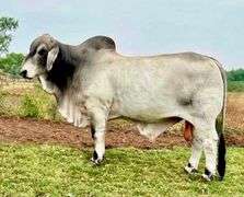 SEMEN: LMC LF POLLED BUBBA 102/1 (P)