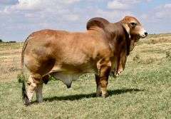 Herd Sire Prospect: LMC LF POLLED LEON 111/3 (P)