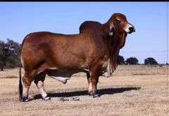 FEMALE SEXED SEMEN:  MR. 4F POLLED LANDMAN 145/1 (P)