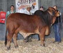 SEMEN: PCC POLLED PRIMETIME 13/8 (P)