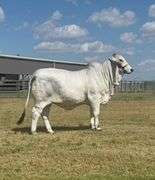 Show Heifer: MISS 4F SGR 214/4 (S)