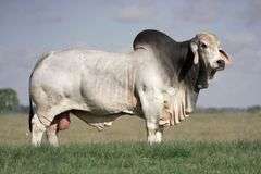 115 x 160 Frozen Embryos