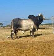 Herd Sire: MR.4F POLLED PADRINO 95/0 (P)