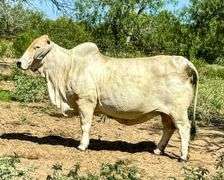 Donor: +JDH LADY MANSO 384/1 (S)