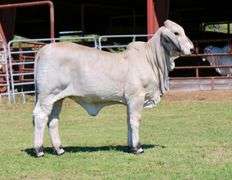 Show Prospect: VICMAR'S SERENA 160/5