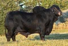 FEMALE SEXED EMBRYOS: MR. MCC POLLED SMOKE 14/9 (P) X LMC LF POLLED HAZEL 175/0 (P)