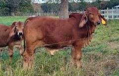 SEMEN: LMC LN POLLED FORESIGHT 159/8 (P)