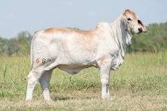 BRC Paper Flowers 682