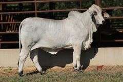 PCC LADY OLIVIA 570/45 (S)