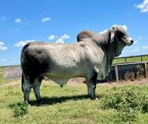 Show Prospect: LMC LF POLLED NEVA 83/5 (P)