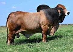 Bred Cow: MISS 4F 158/1 (S)