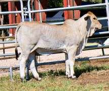 Show Prospect: LMC LF POLLED NEVA 83/5 (P)