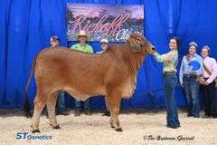 PCC LADY AURORA ROJA 47/4 (P)