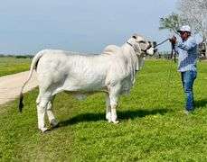 SEMEN: LMC LF POLLED HOSS 108/9 (S)