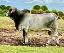 Herd Sire Prospect: LMC LF POLLED VERLANDER 158/3 (PP)