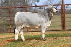 PCC LADY OLIVIA 570/45 (S)