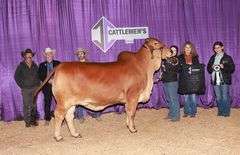 FEMALE SEXED EMBRYOS: +MR WCC MAXIMUS ROJO 82/4 x PCC RAY OF HOPE 11/1