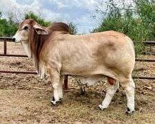 Herd Sire Prospect: LMC LF POLLED LEON 111/3 (P)