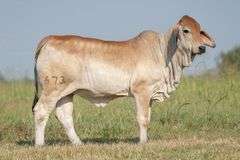 BRC Clouds in my Coffee 673